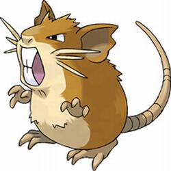Raticate